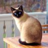 读者慢半拍的猫的头像：窗台上趴着的猫与一叠打印纸